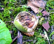 ĉ 046.jpg