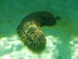 CIMG6446 (160x120).jpg