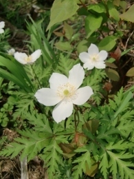 CIMG6698 (195x260).jpg
