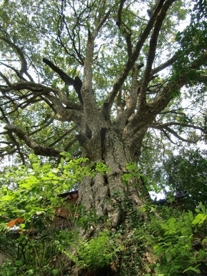 CIMG6700 (300x400).jpg