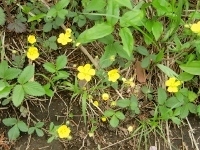 CIMG6724 (200x150).jpg