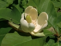CIMG6752 (200x150).jpg