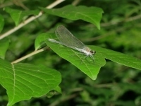 CIMG7048 (200x150).jpg