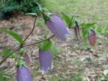 CIMG7060 (220x165).jpg