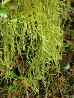CIMG7094 (240x320).jpg