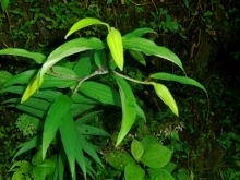 CIMG7097 (220x165).jpg