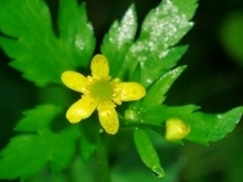 CIMG7098 (220x165).jpg