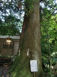 CIMG7117 (195x260).jpg