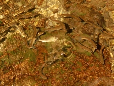CIMG7126 (400x300).jpg