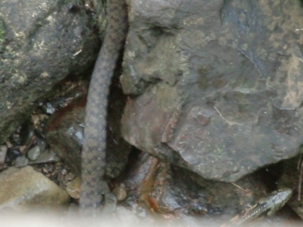 CIMG7133 (440x330).jpg