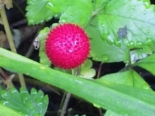 DVC00328 (220x165).jpg