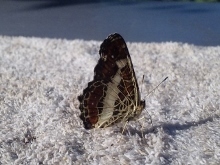 DVC00341 (220x165).jpg