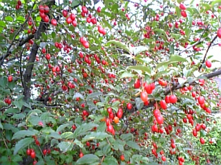 gs08-06 001.jpg