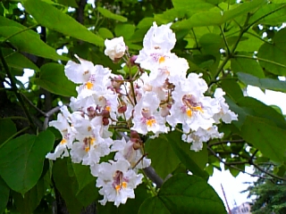 gs08-06 017.jpg