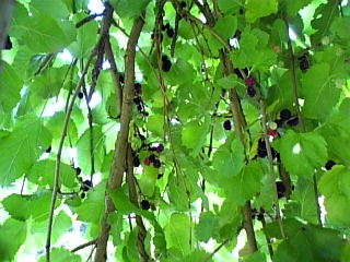gs08-06 055.jpg