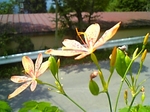 gs08-08 009.jpg