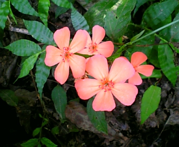 gs08-08 016.jpg