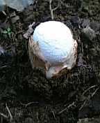 gs08-08 023.jpg