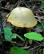 gs08-08 024.jpg