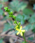 gs08-08 038.jpg