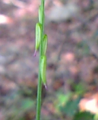 gs08-08 049.jpg