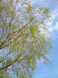 gs09-03 029.jpg