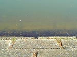 gs09-04 011.jpg