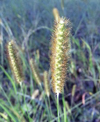 gs09-09 066.jpg