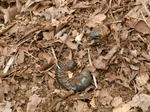 gs11-01 063.jpg