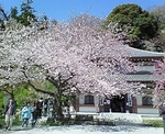 hasedera1.JPG