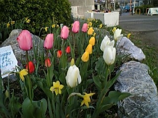 tulips.JPG